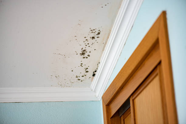 Best Local Mold Removal Service  in Britton, SD