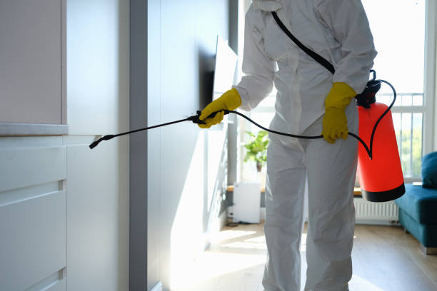 Best Black Mold Removal  in Britton, SD