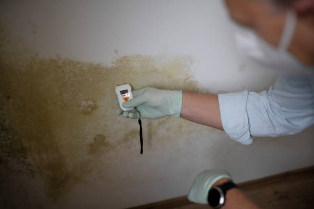 Best Local Mold Removal Service  in Britton, SD