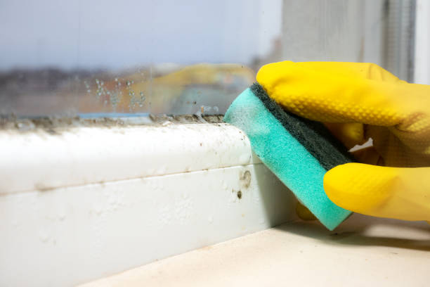 Best Residential Mold Removal  in Britton, SD