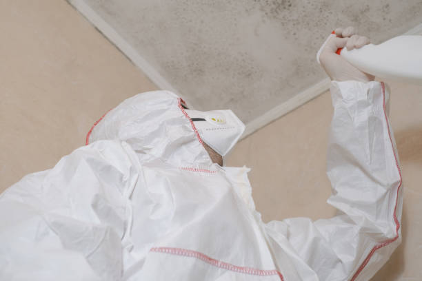 Best Home Mold Removal  in Britton, SD