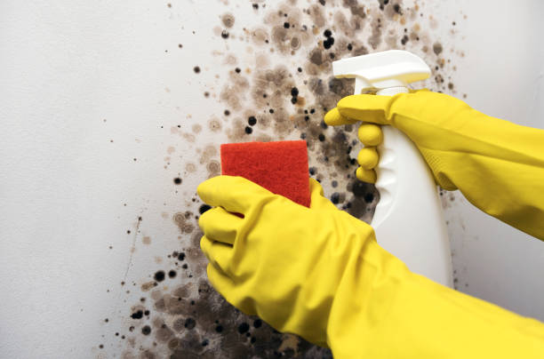 Best Mold Damage Repair  in Britton, SD