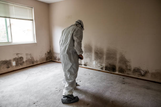 Best Mold Removal and Inspection  in Britton, SD