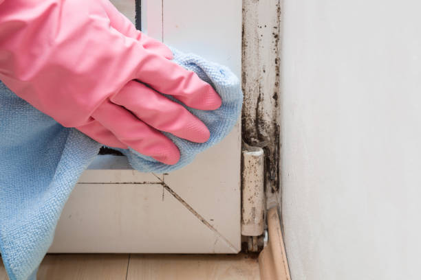 Mold Removal and Inspection in Britton, SD