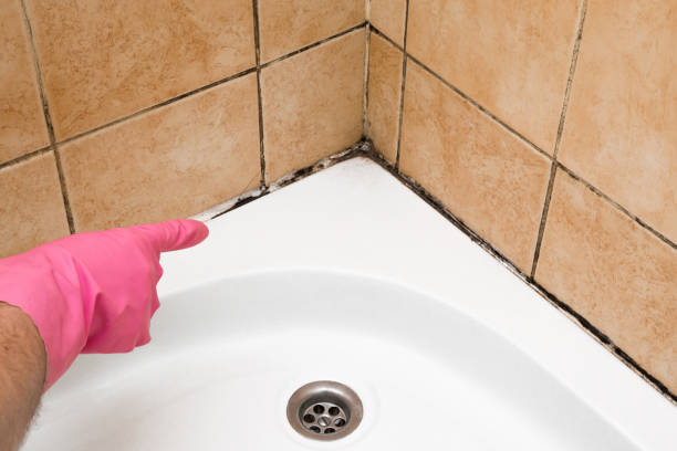 Best Mold Removal Near Me  in Britton, SD